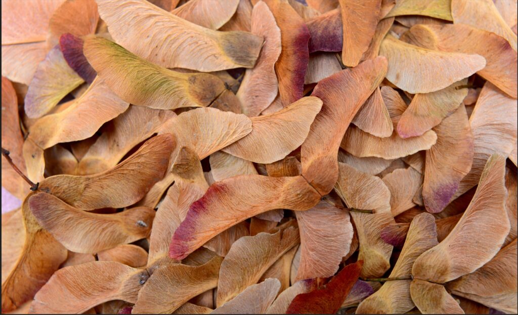 Das biomimetische Rotorblatt ist nach Hochschulangaben an Ahornsamen inspiriert. (Bild: tony4urban / stock.adobe.com)