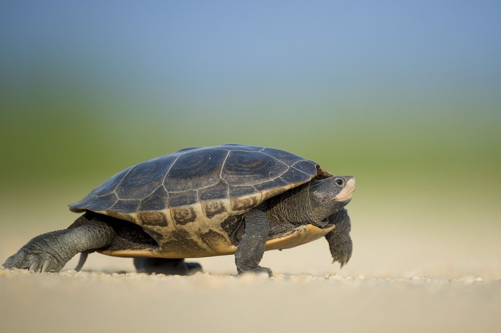 Schildkröte vor unscharfem Hintergrund